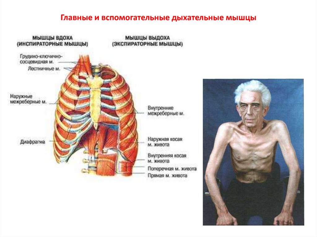 Мышцы легких. Мышцы выдоха основные и вспомогательные. Мышцы вдоха основные и вспомогательные. Дыхательные мышцы участвующие в акте выдоха. Вспомогаеельнаые дыхательных мышцы.