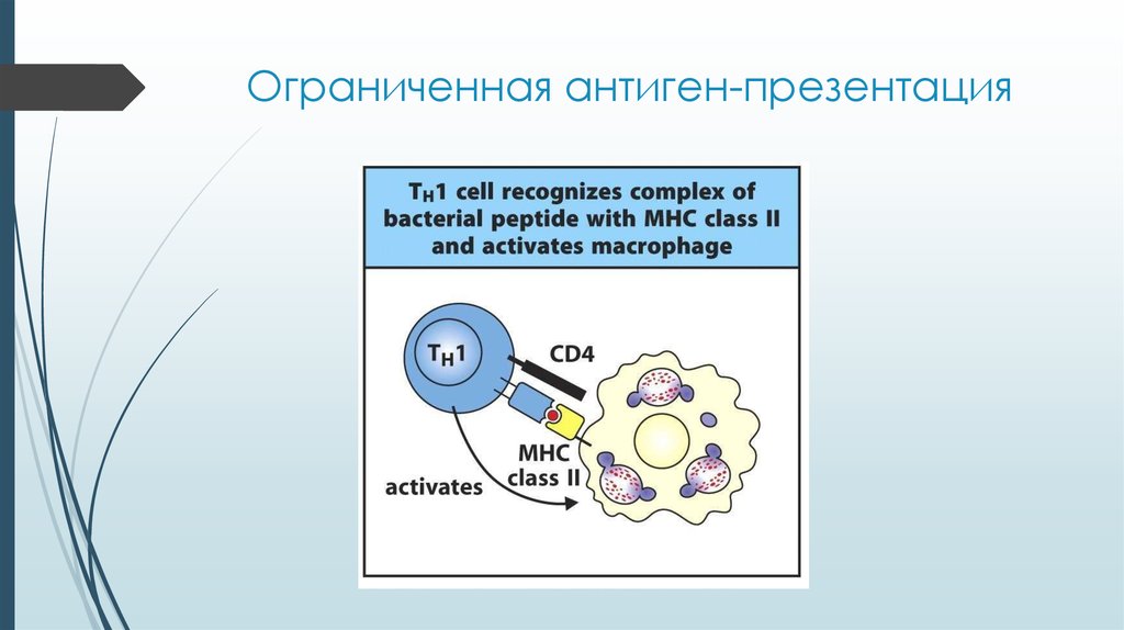Механизм презентации антигена