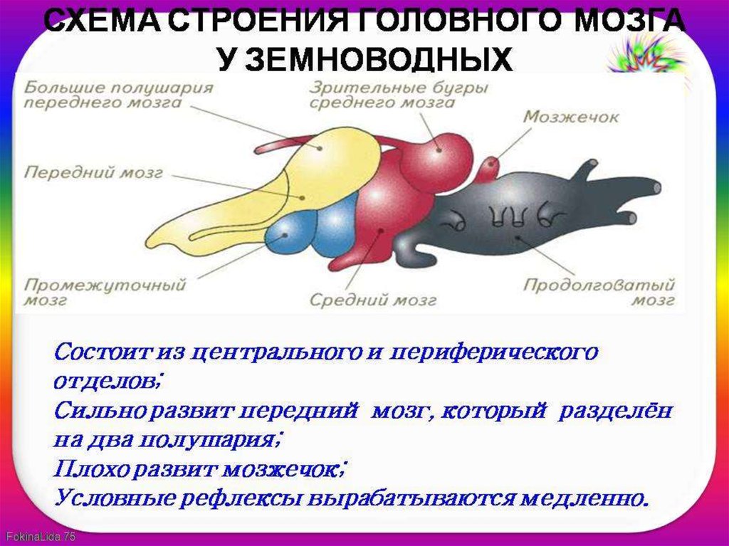 Мозг земноводных схема