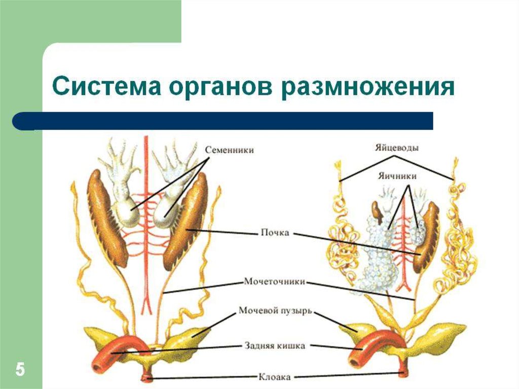 Половая система презентация