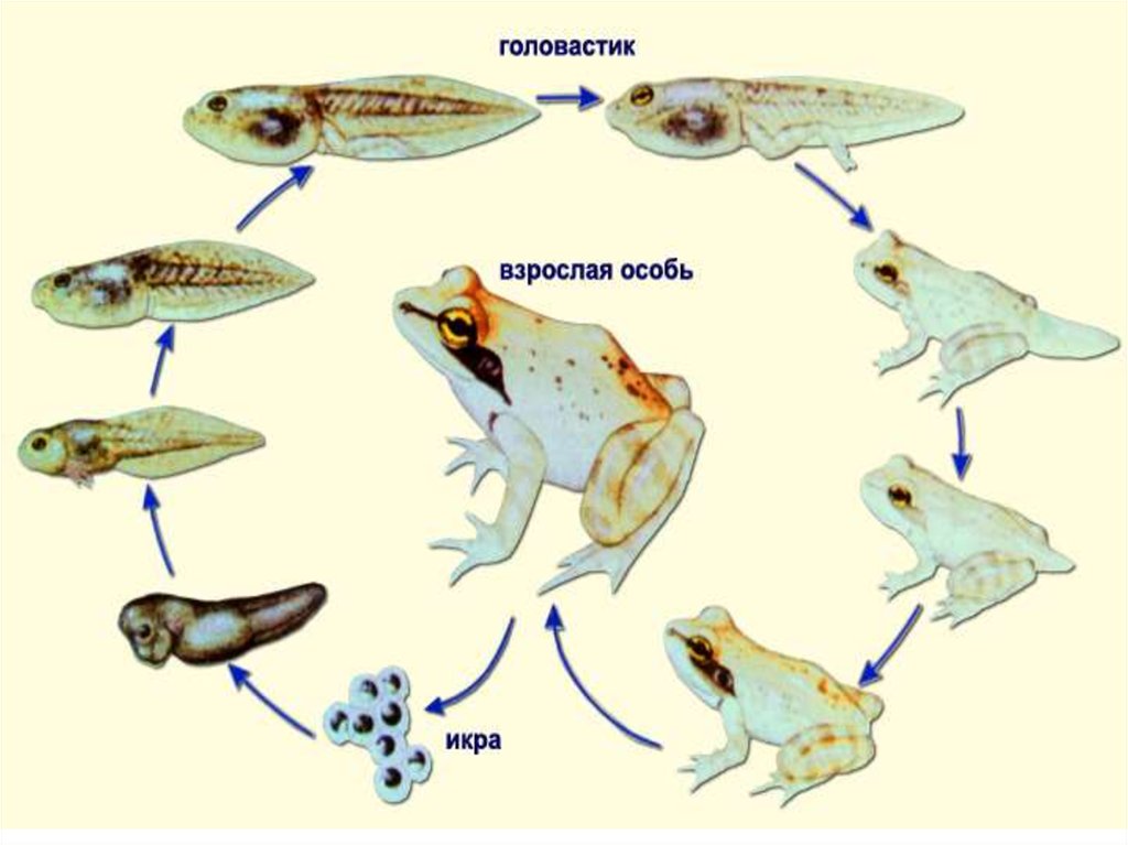 Размножение и развитие рыб птиц земноводных 3
