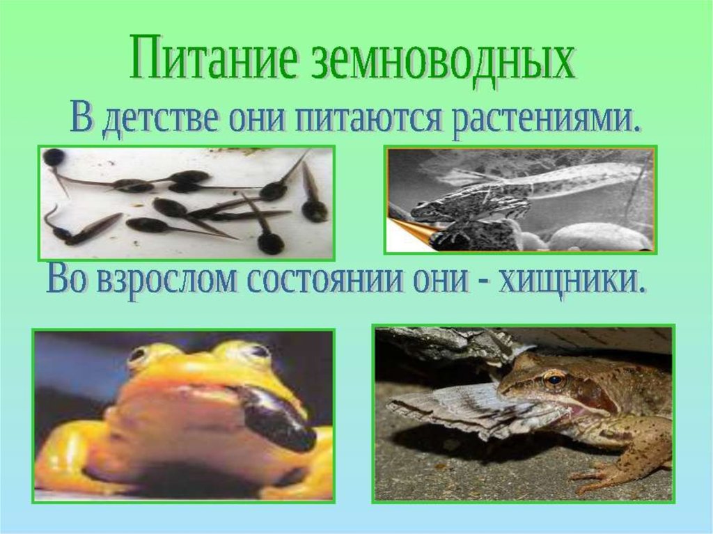 Земноводные в жизни человека