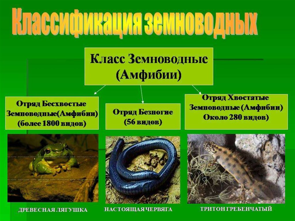 Классификация земноводных схема