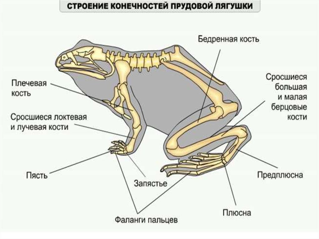 Тело земноводных состоит из. Земноводные внешнее строение лягушки. Строение бесхвостых земноводных. Строение скелета бесхвостых амфибий. Отряд бесхвостые земноводные строение тела.