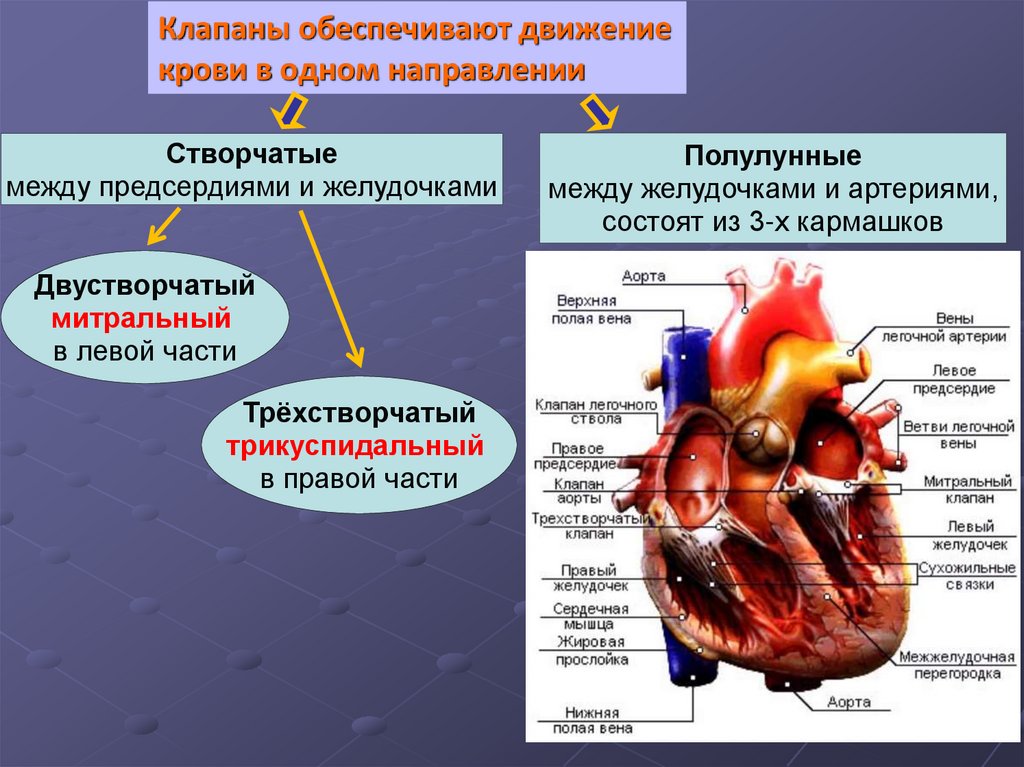 Клапан между левым и правым желудочком