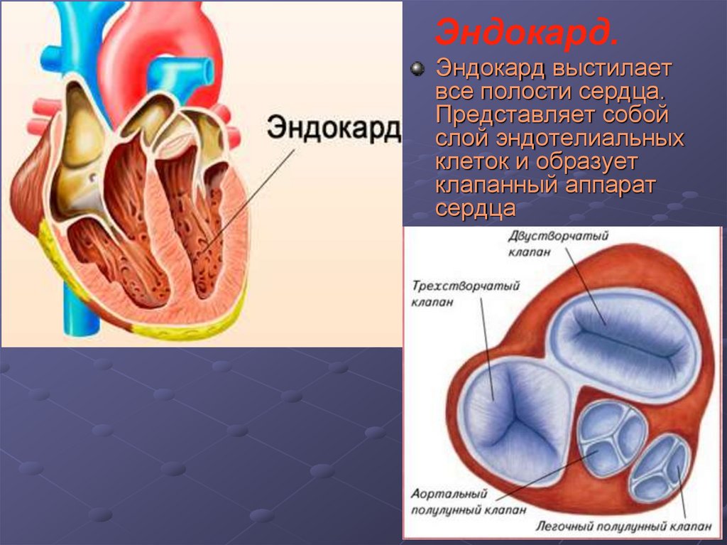 Эпикард это