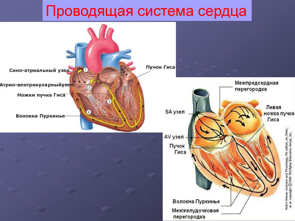 Четырехкамерное сердце схема