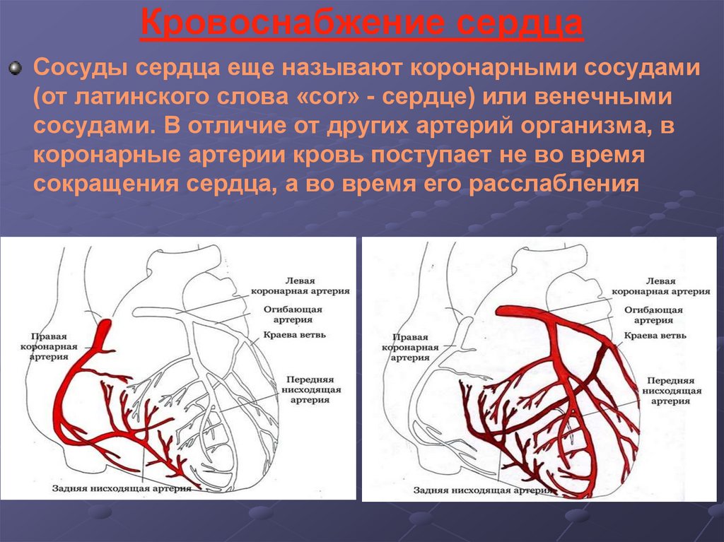 Коронарные артерии кровоснабжают. Сосуды сердца схема коронарография сосудов. Артерии сердца схема кровоснабжения. Правая венечная артерия сердца анатомия. Кровоснабжение миокарда схема.
