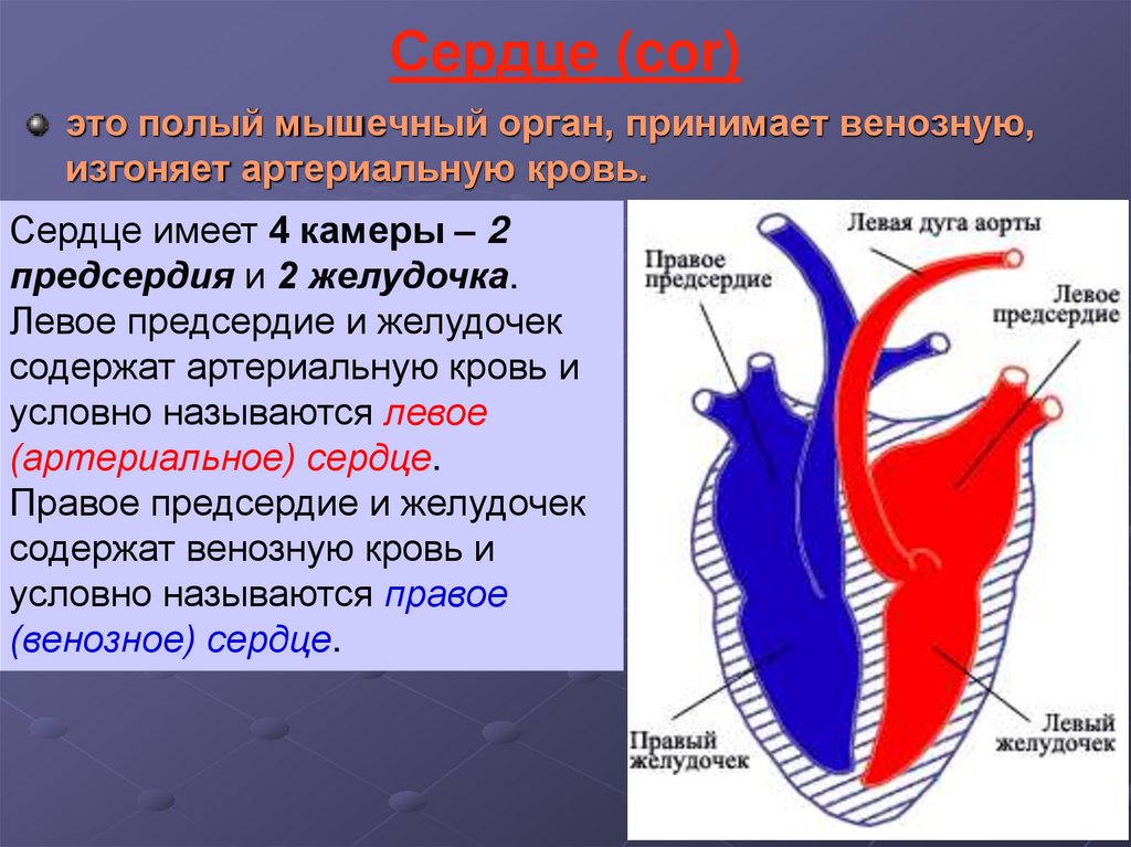 Двухкамерное сердце состоит