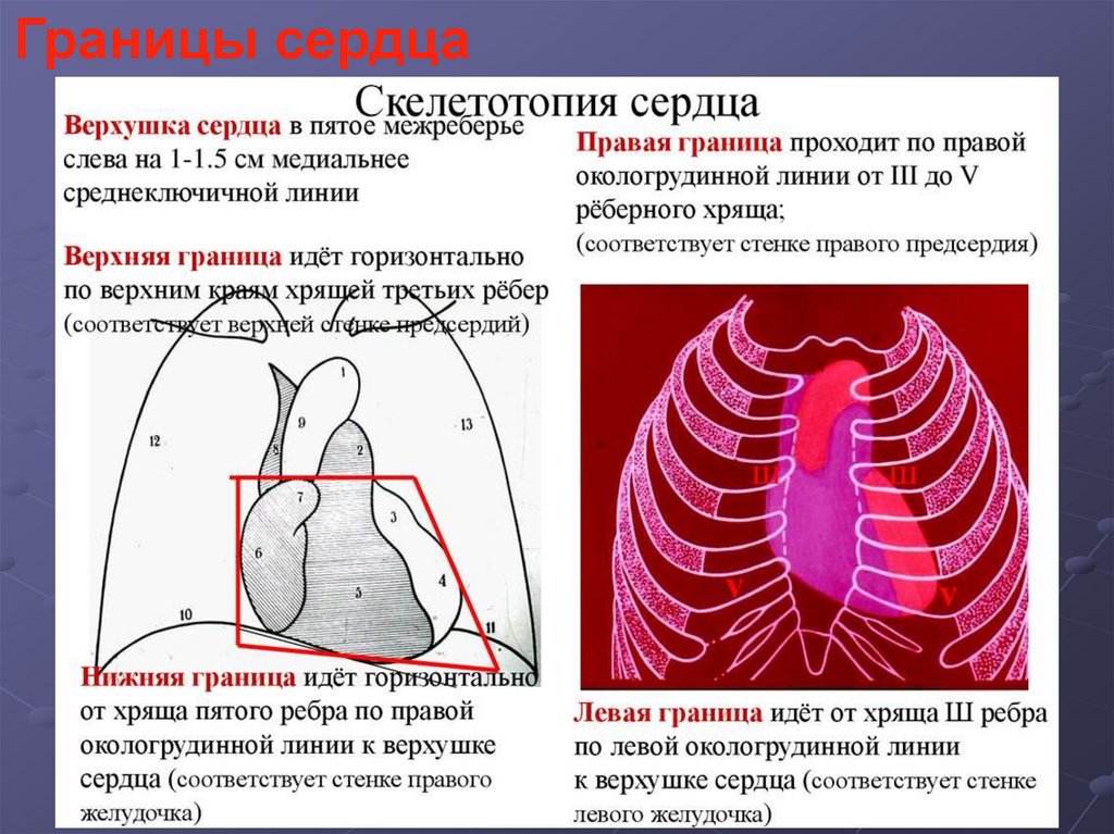 Левая граница. Скелетотопия перикарда. Границы сердца скелетотопия. Проекция клапанов сердца топографическая анатомия. Топография сердца топографическая анатомия.