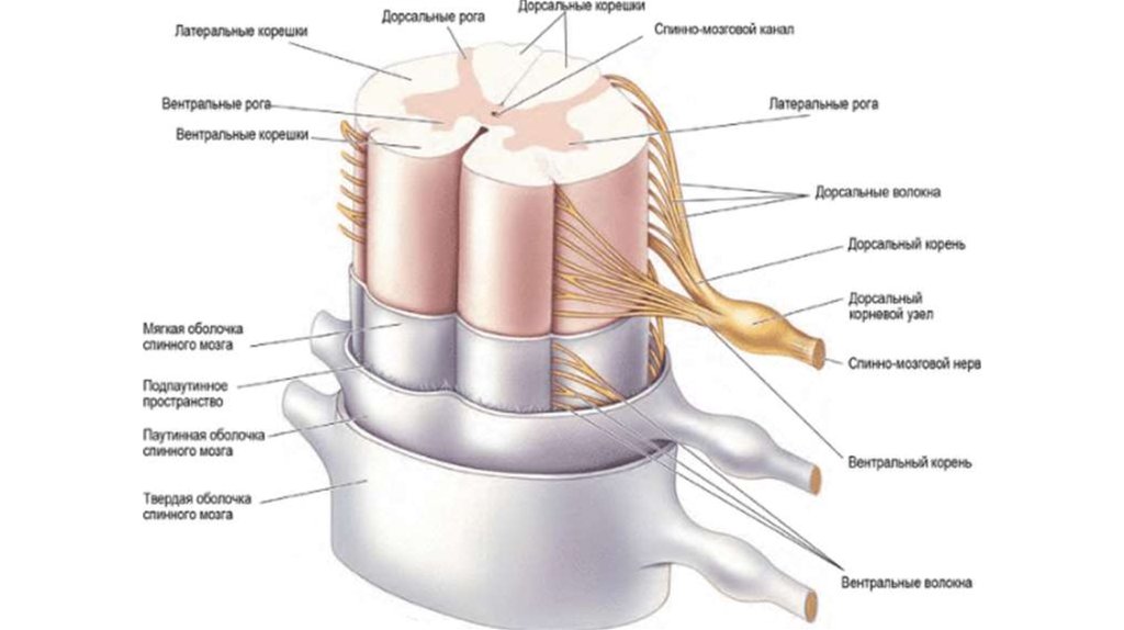 Спинной мозг выходит из. Строение сегмента спинного мозга. Анатомические структуры спинного мозга. Дорсальные корешки спинного мозга. Строение спинного мозга анатомия человека.