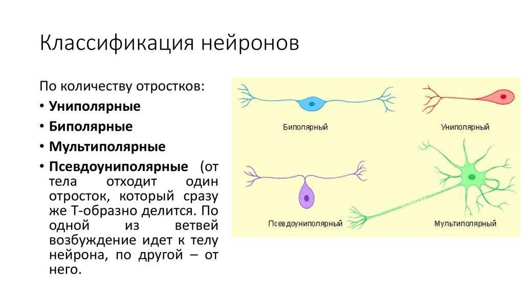 Псевдоуниполярный нейрон обозначен на рисунке