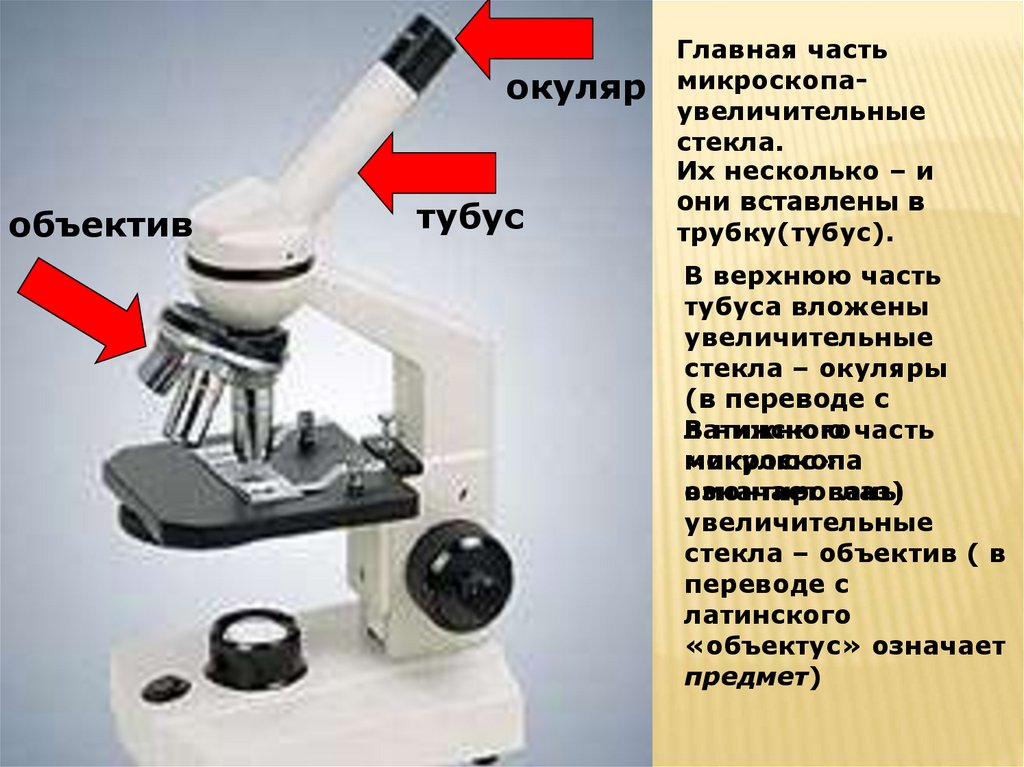 Окуляр микроскопа дает