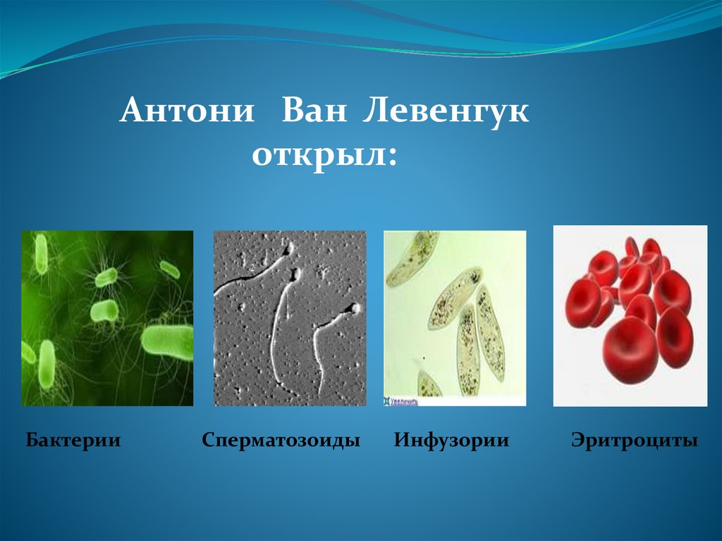 Открытие ван левенгука. Антони Ван Левенгук микроорганизмы. Антони Ван Левенгук микроскоп открытия. Антони Ван Левенгук открытия эритроциты. Антони Ван Левенгук открыл бактерии.