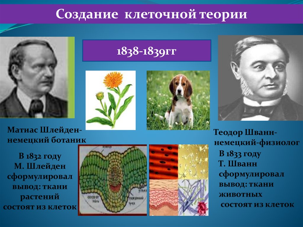 Открытие клетки. Сформулировал клеточную теорию в 1838-1839 гг. История открытия клетки клеточная теория. Клеточная теория 1839. Ученые открывшие клетку.