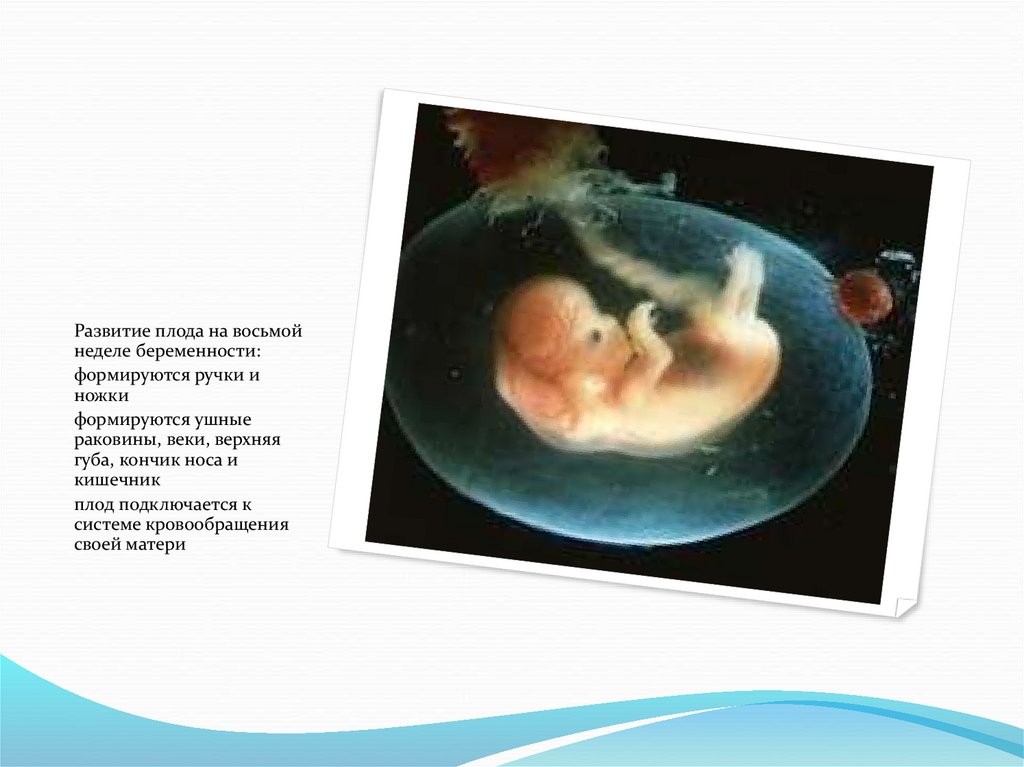 Развитие плода по неделям. Эмбрион на 8 неделе беременности. Плод на 8 неделе беременности. Размер эмбриона на 8 неделе.
