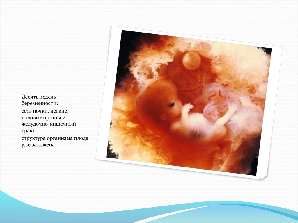 Симптомы 10 недели. Эмбрион 10 недель беременности размер плода. Размер плода в 9-10 недель беременности. Размер эмбриона на 9-10 неделе беременности.