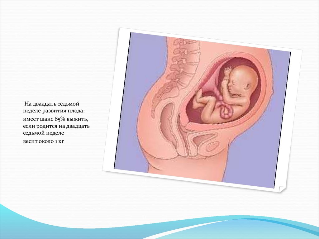 22 недели беременности размер. 20 Неделя развития зародыша. Размер плода в 20 недель. Плод на 20 неделе беременности.