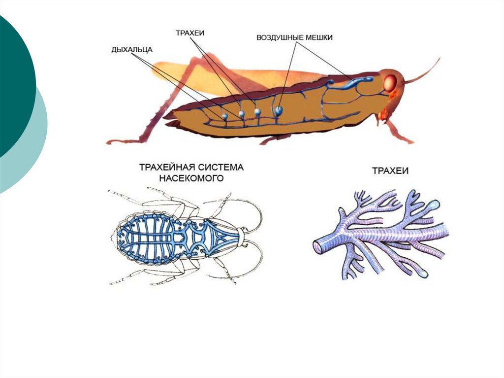 Какие системы у насекомых. Трахейная дыхательная система насекомых. Дыхательная система насекомых дыхальца. Строение дыхательной системы беспозвоночных. Строение дыхательной системы беспозвоночных животных.