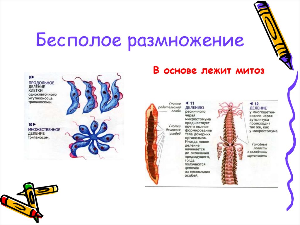 Формы размножения организмов бесполое размножение митоз 9 класс презентация