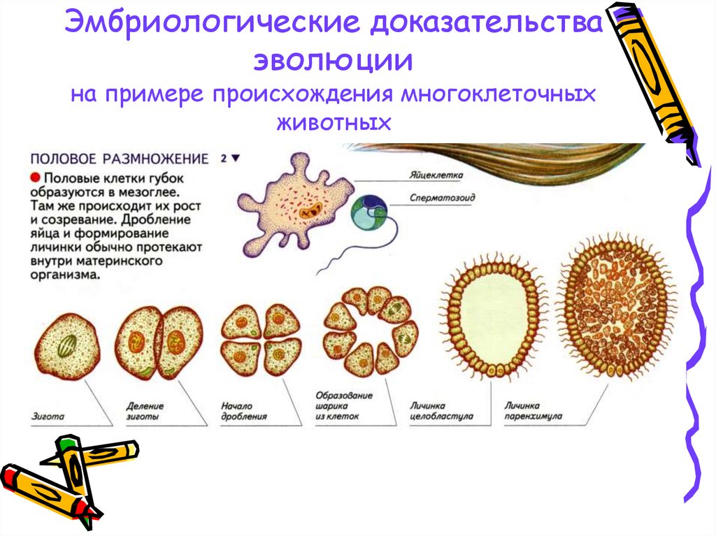 Размножения многоклеточных животных. Эмбриональные доказательства эволюции животных. Типы доказательств ЭВОЛЮЦИЙ эмбриологическое и примеры. Эмбриологичнскиедоказательства эволюции примеры. Эмбриологические доказательства эволюции.