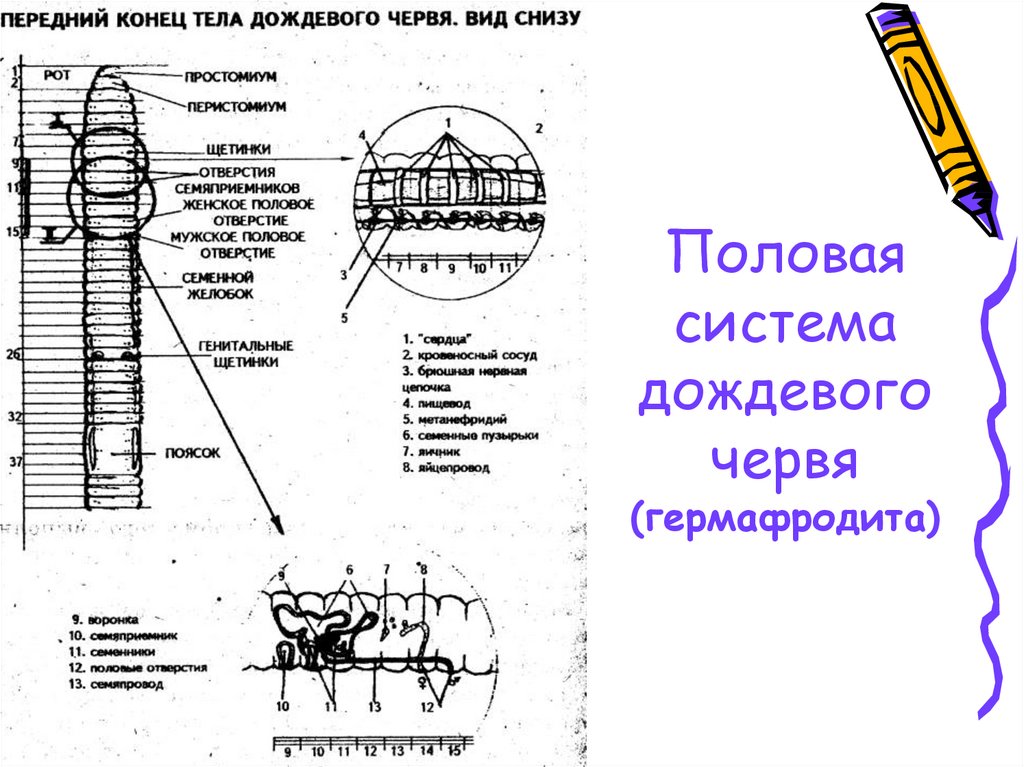 Размножение дождевого червя схема