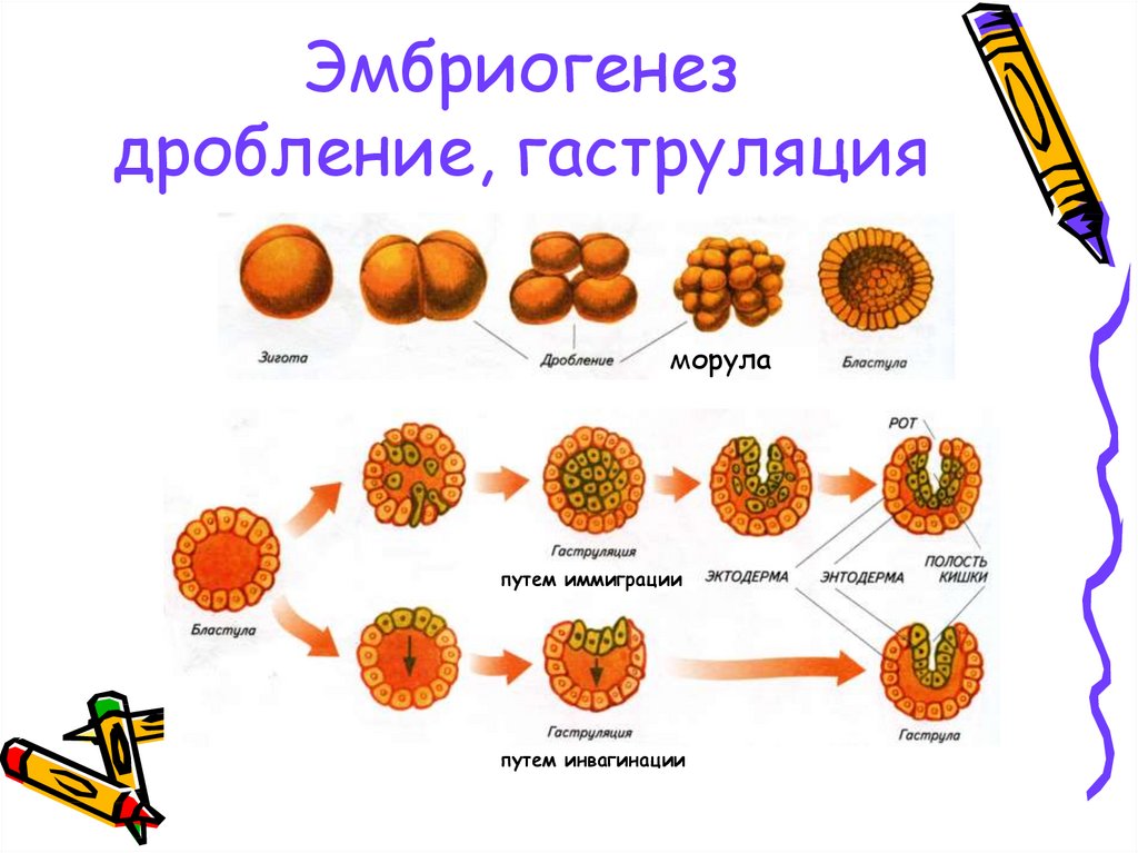 Эмбриогенез егэ схема