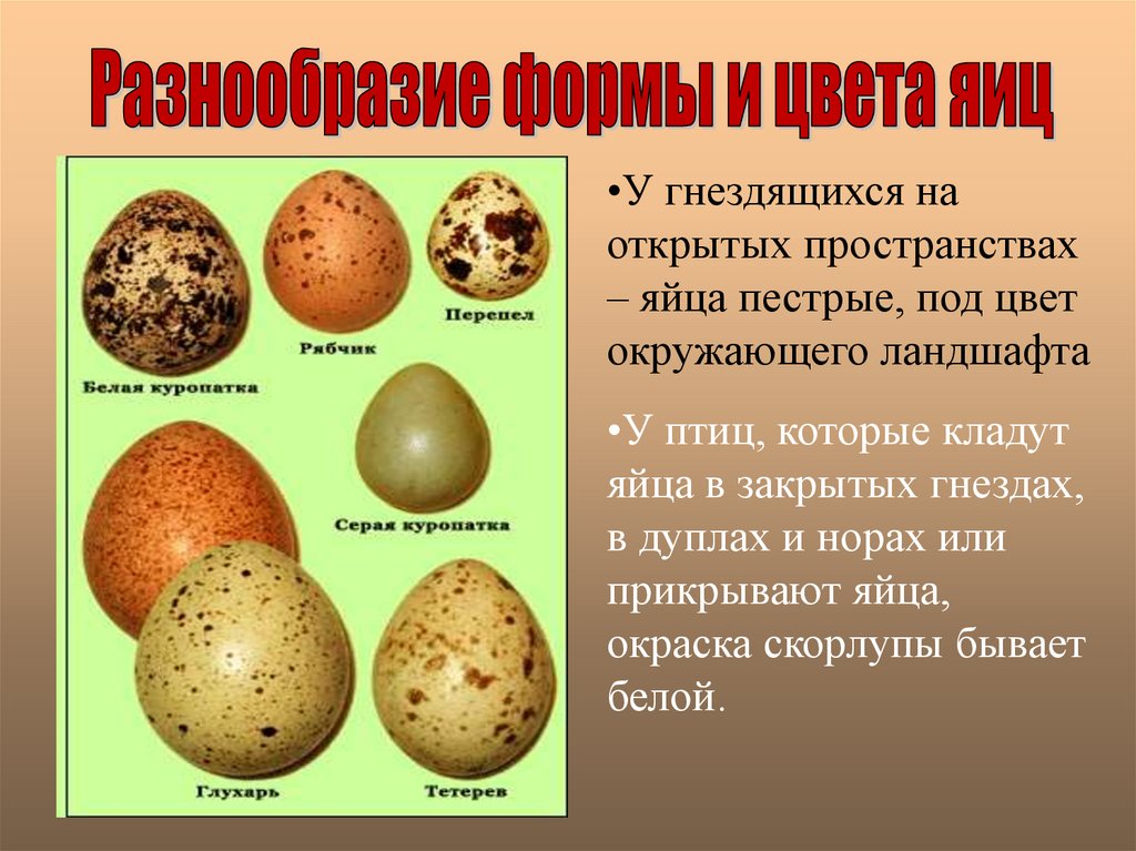 Пестрые яйца. Пятнистые птичьи яйца. Яйца птиц. Расцветка яиц птиц. Пятнистые яйца какой птицы.