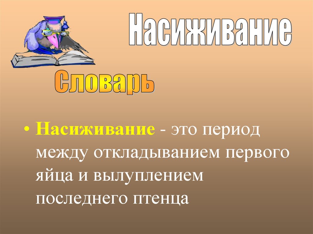 Поведение птиц. Насиживание. Насиживание у птиц. Поведение в брачный период.