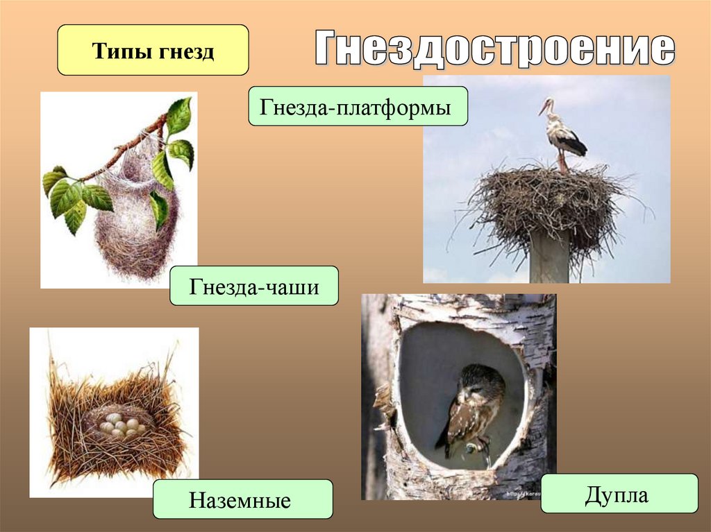 Последовательность сезонных явлений в жизни птиц. Гнездостроение и типы гнезд. Типы гнездования. Виды гнезд птиц. Сезонные явления в жизни птиц.