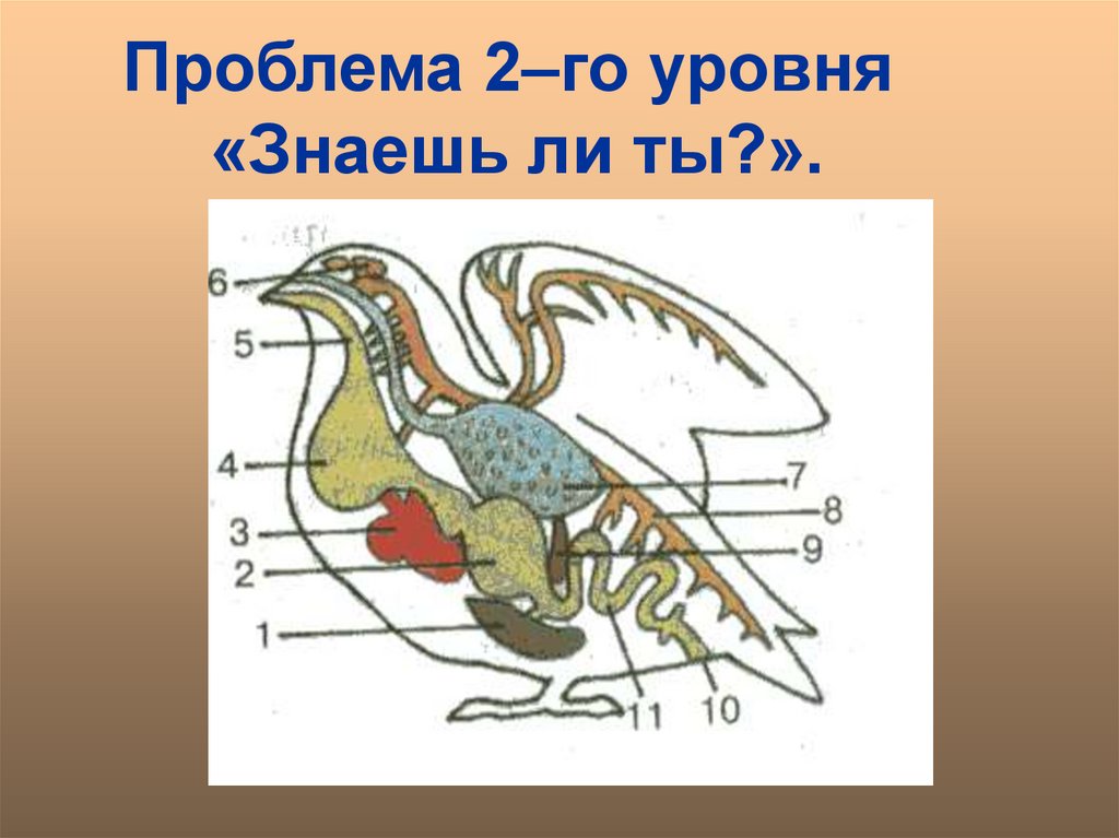 Особенности строения органов размножения птицы