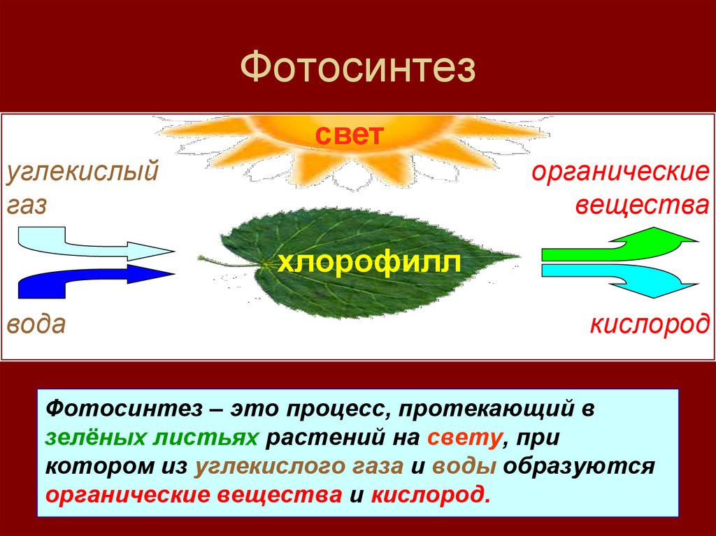 В результате фотосинтеза образуются белки. Фотосинтез растений 6 класс биология. Фотосинтез хлорофилл растений. Фотосинтез у растений биология 6. Схема фотосинтеза у растений.