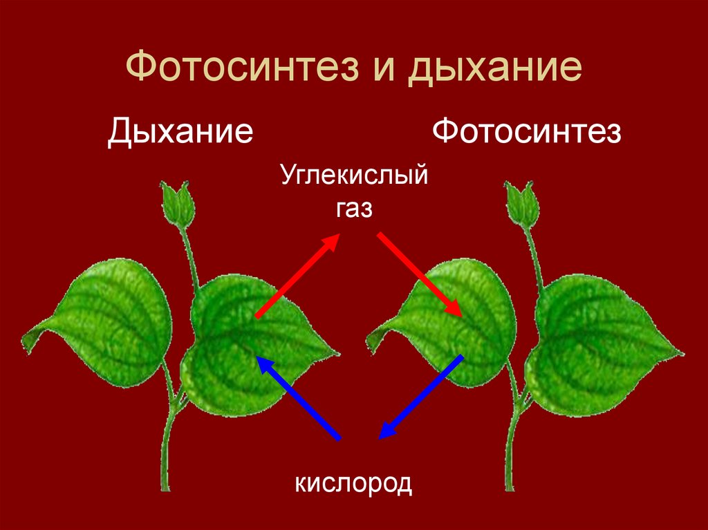 Фотосинтез и дыхание картинки