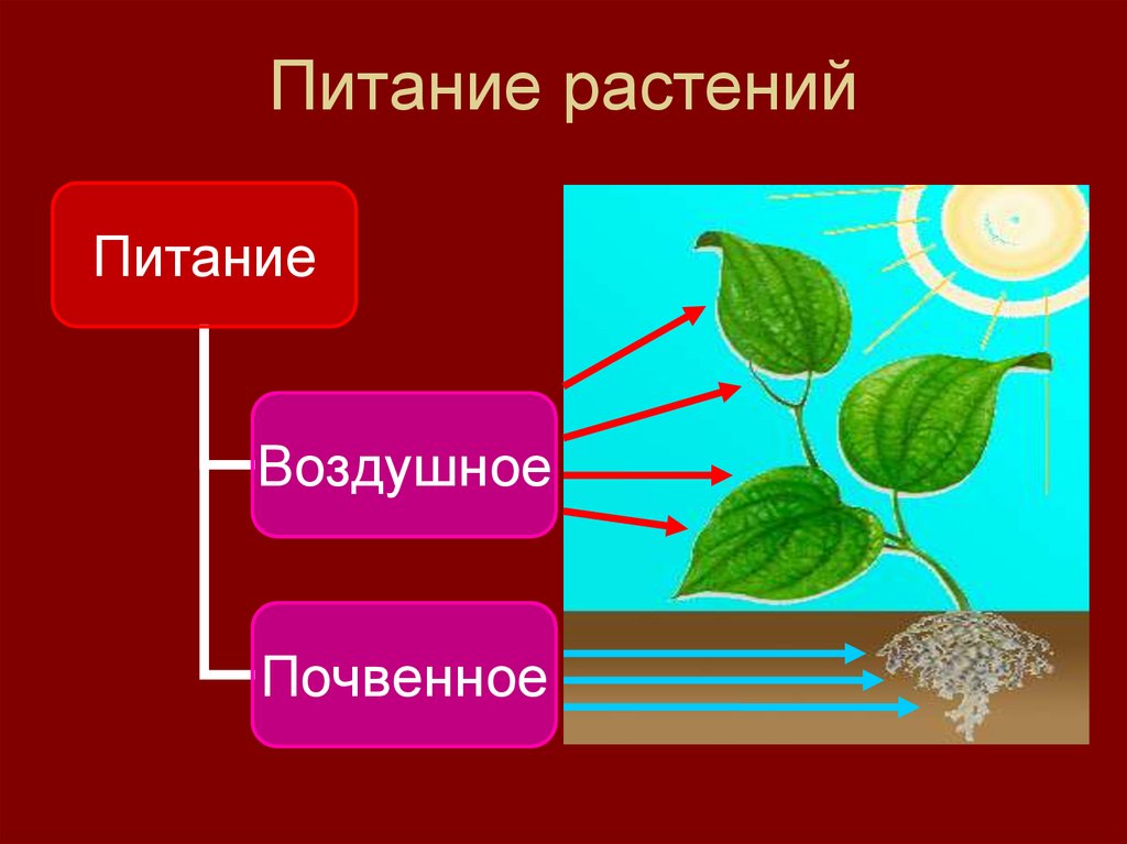 Обмен веществ минеральное питание. Биология 6 класс минеральное питание (почвенное ) питание растений. Почвенное и воздушное питание растений. Процесс питания растений. Схема питания растений.