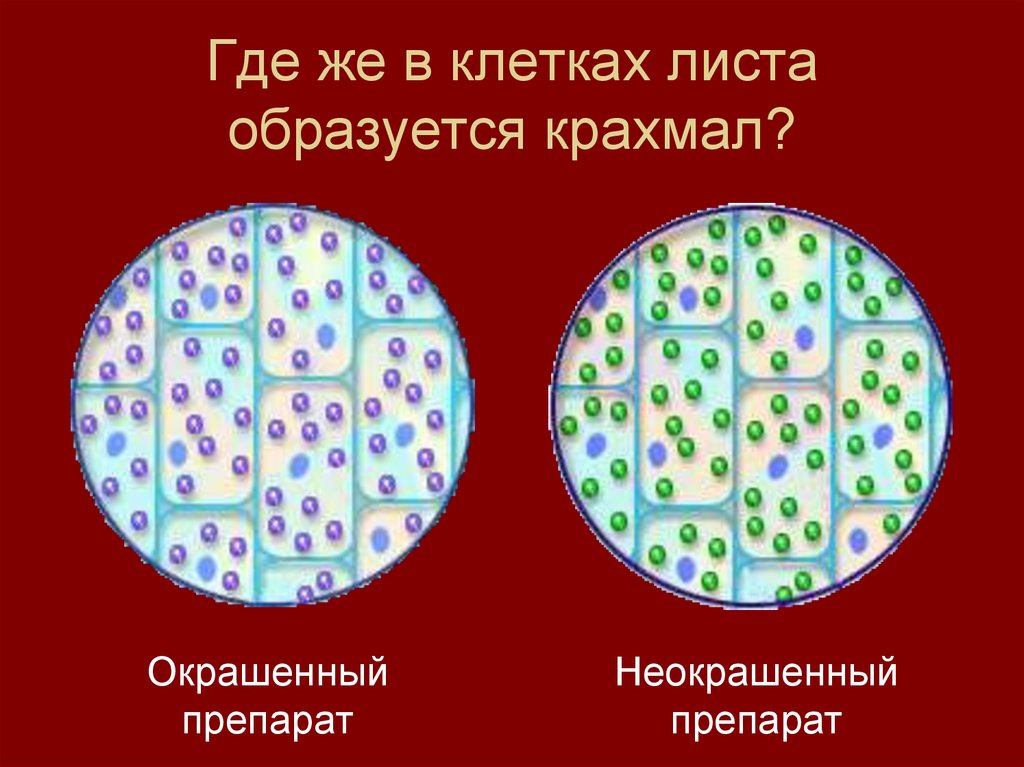 Какие клетки образуются листовую пластинку. Клетки из сформировавшегося листа. Фотосинтез это в биологии. Клетки листа образуются из клеток. Неокрашенный препарат.