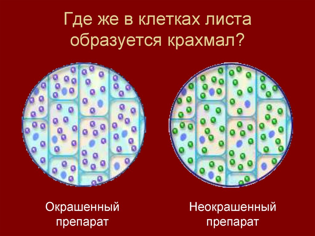 Клетки листа образуются из. Клетки из сформировавшегося листа. Фотосинтез это в биологии. Клетки листа образуются из клеток. Неокрашенные препараты.