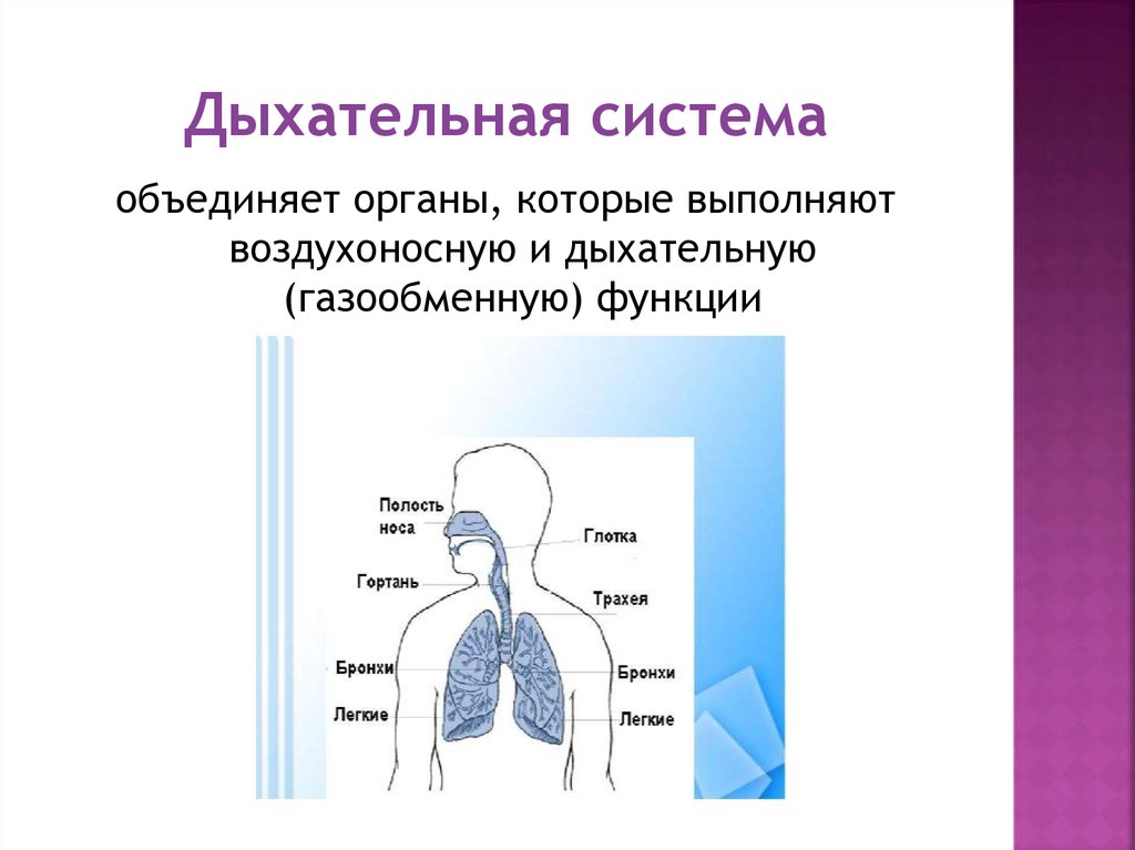 Дыхательная система особенности и функции