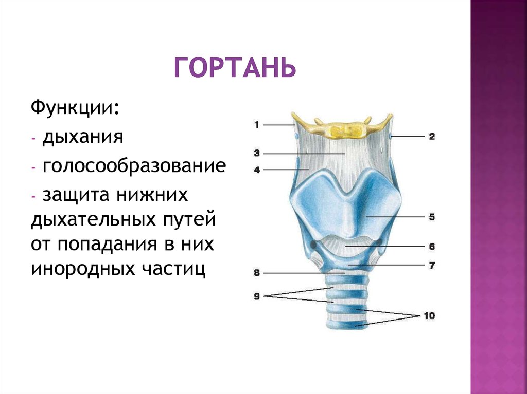 Гортань функции