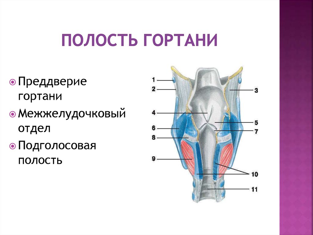 Особенности строения полости гортани. Гортань анатомия отделы гортани. Фронтальный срез гортани анатомия.