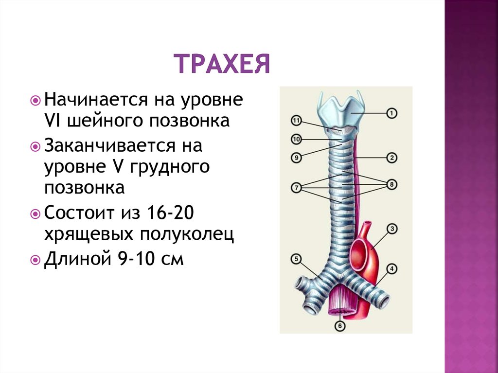 Трахея фото где находится