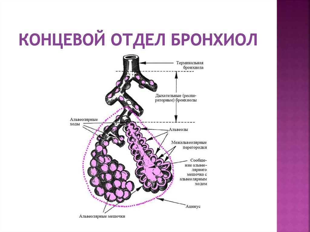 Строение альвеол рисунок