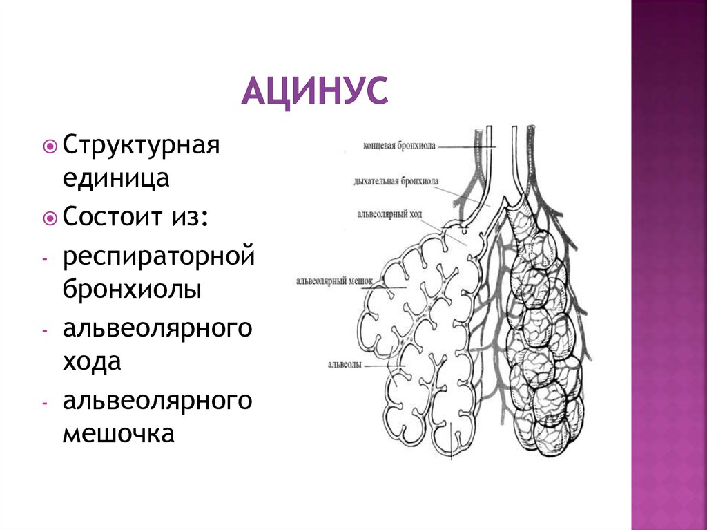 Альвеолярные пузырьки у млекопитающих находятся в. Схема строения легочного ацинуса. Ацинус строение и функции анатомия. Структурно-функциональная единица легкого ацинус схема. Ацинус легкого строение анатомия.