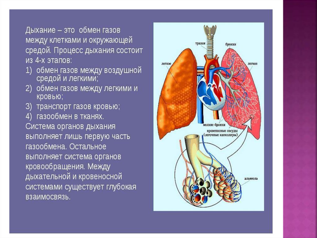 Обмен газов между легкими. Физиология органов дыхательной системы. Воздухоносные пути человека. Место газообмена между легкими и кровью. Патанатомия дыхательной системы.
