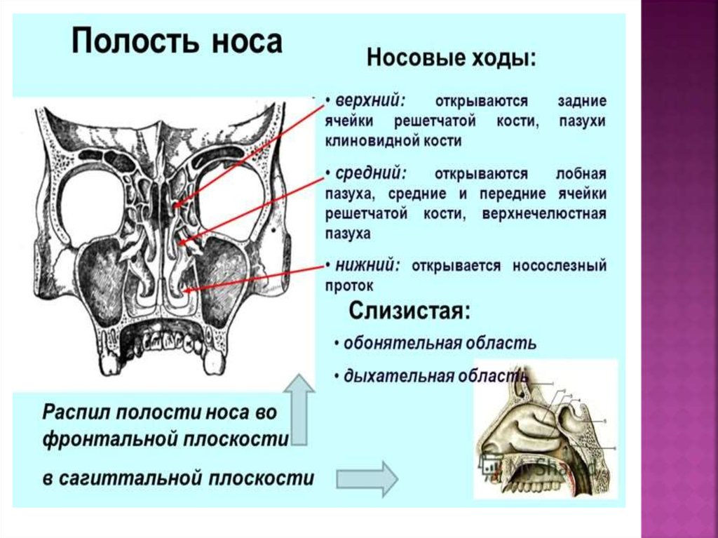 Обонятельной областью полости носа является