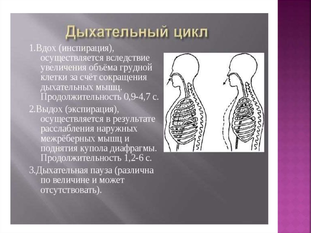 На рисунке изображены вдох и выдох человека определите