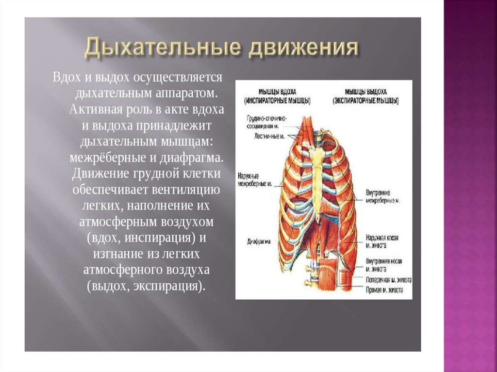 Скрип при выдохе. Анатомия и физиология органов дыхания. Межреберные мышцы вдох. Мышцы вдоха анатомия наружные межреберные. Акт дыхания анатомия.