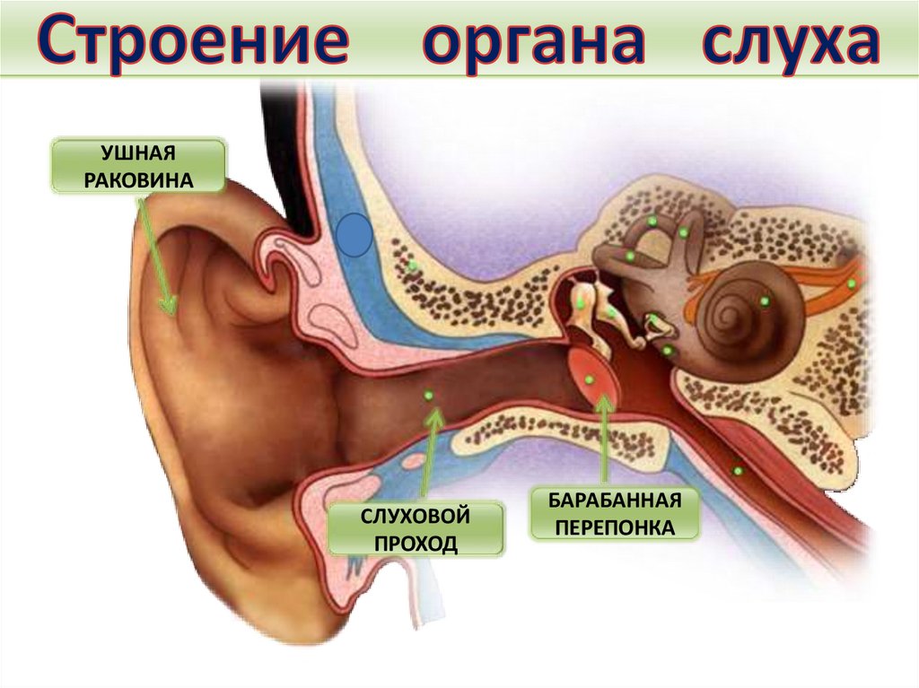 Нервы органа слуха. Слуховой анализатор слуховой нерв. Ухо строение анатомия слуховой нерв. Строение уха слуховой нерв. Слуховой аппарат ухо анатомия.
