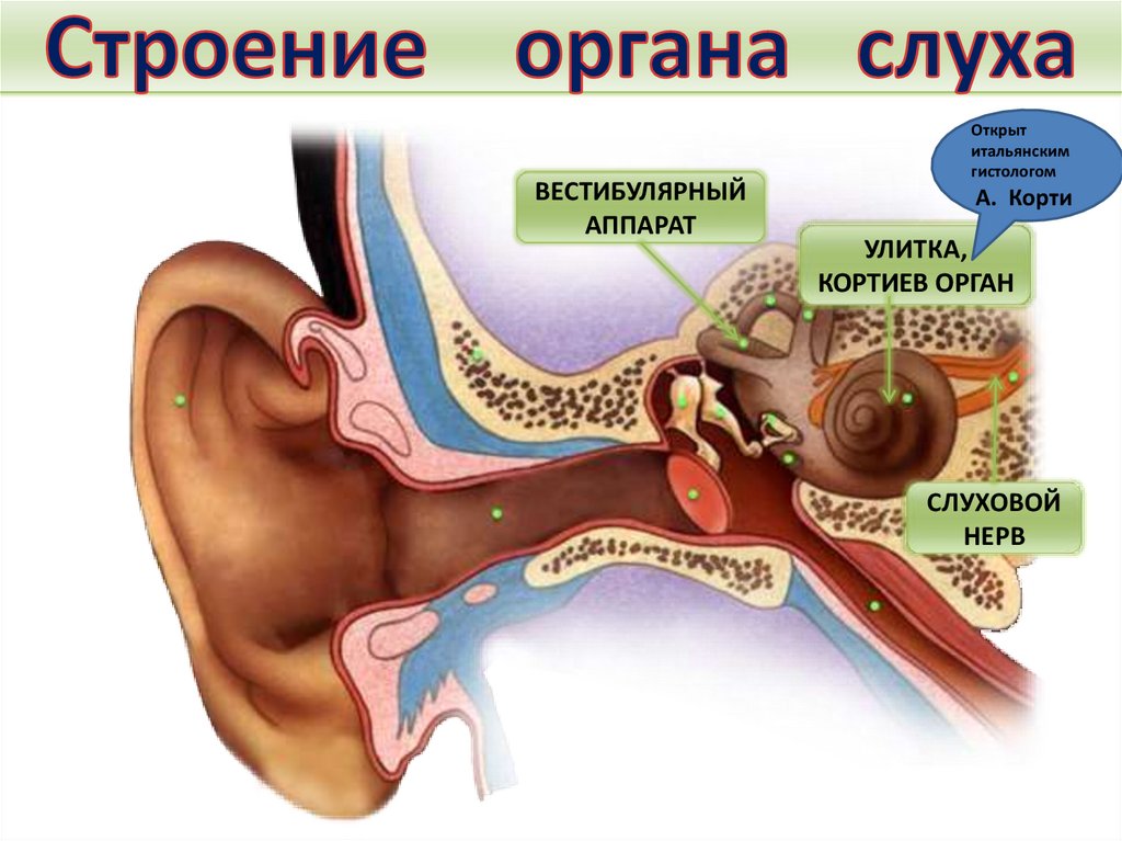 Орган слуха и равновесия 8 класс