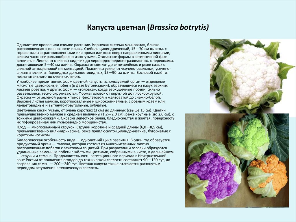 Капустные овощи таблица. Цветная капуста описание. Цветная капуста стебель. Цветная капуста класс. Органы цветной капусты.