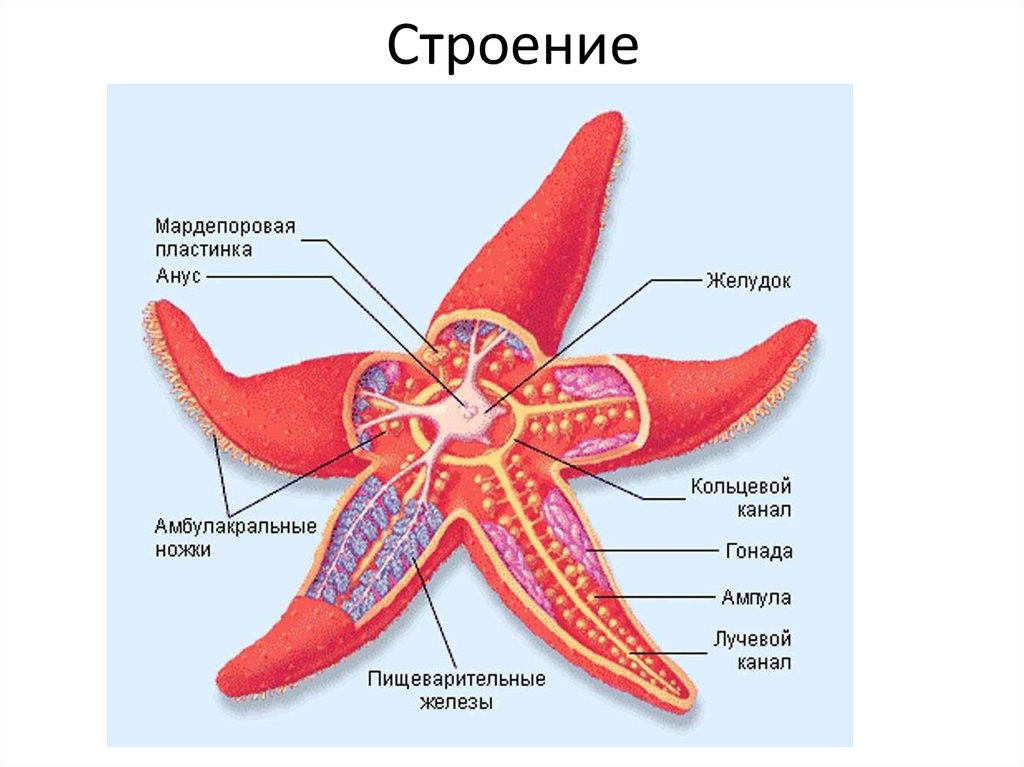 Вскрытая морская звезда рисунок